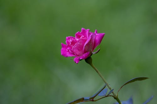 Rose Flower Close Up