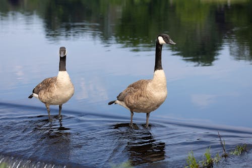 Goose on Lake