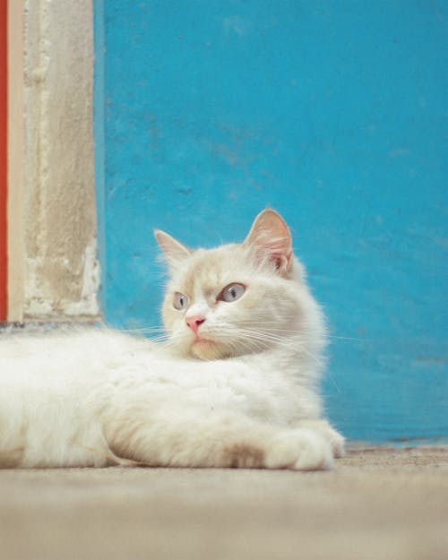 Δωρεάν στοκ φωτογραφιών με pexels, άσπρη γάτα, Γάτα