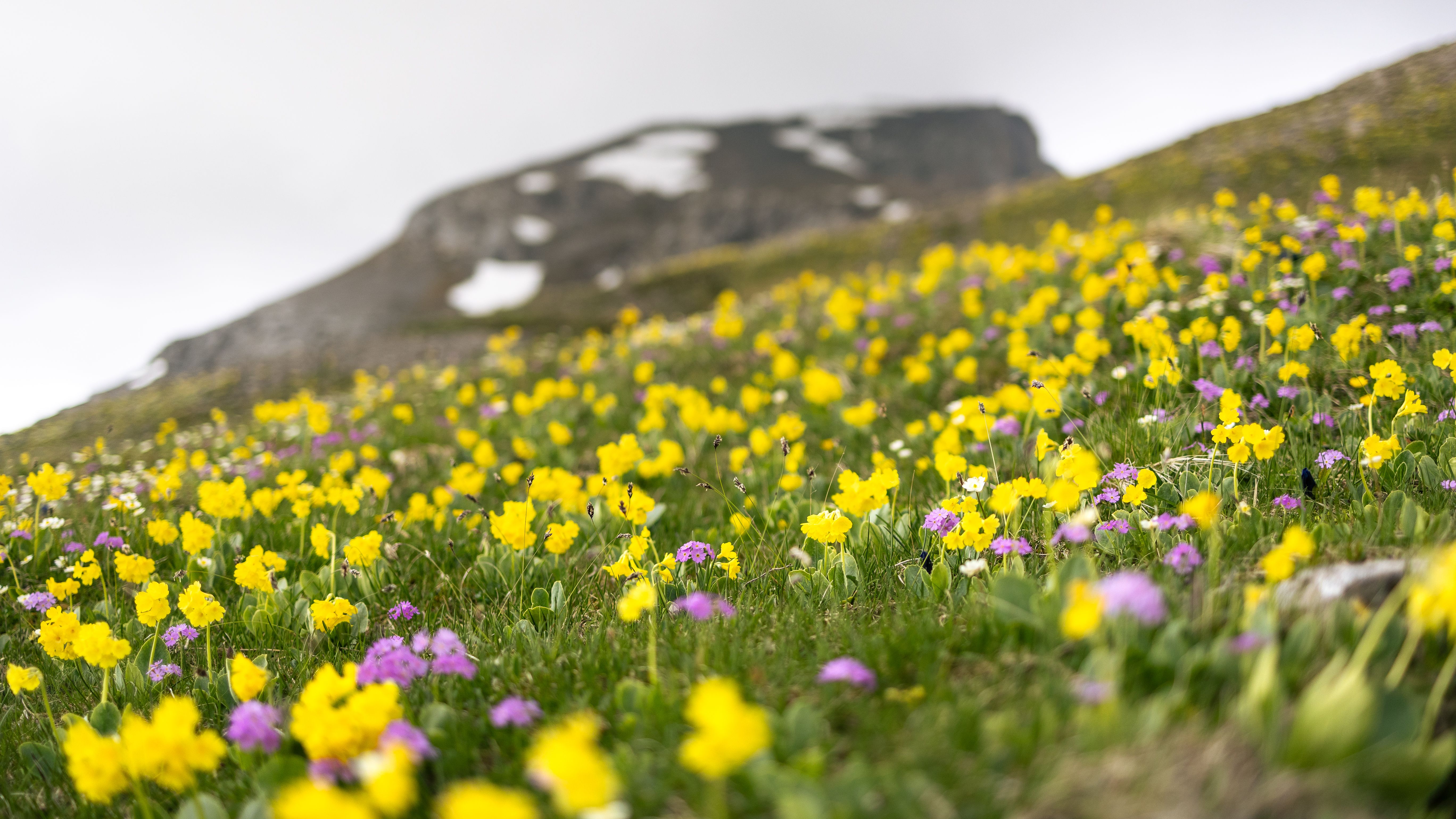 Flowers and Grass on Hill · Free Stock Photo
