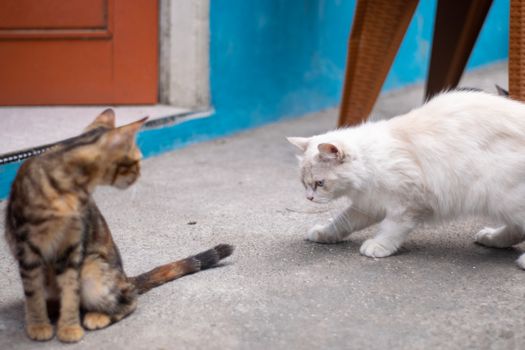 A playful moment between two cats outdoors. Perfect for pet lovers.