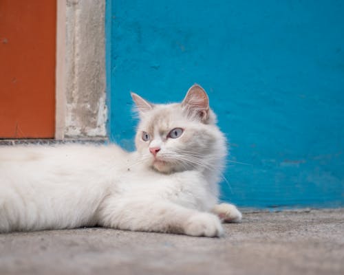 Foto profissional grátis de animal de estimação, branco, chão