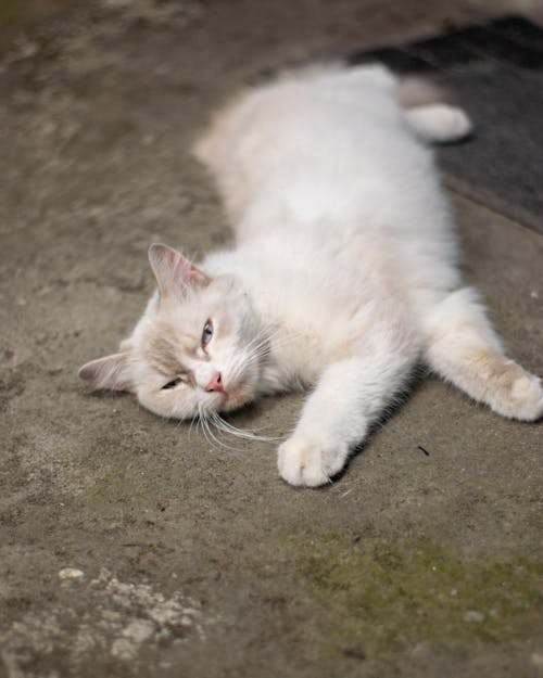 Foto profissional grátis de animal, branco, chão