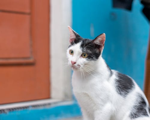 Foto profissional grátis de animal de estimação, fechar-se, fotografia animal