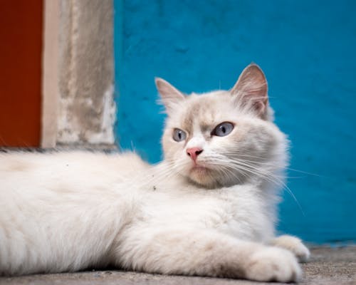 Δωρεάν στοκ φωτογραφιών με Γάτα, δρόμος, δρόμους της πόλης