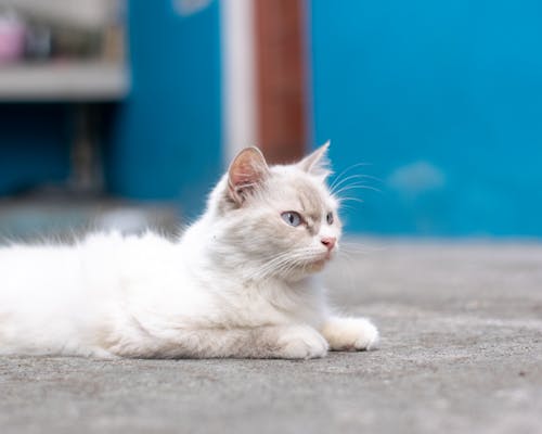 Foto profissional grátis de animal de estimação, branco, chão