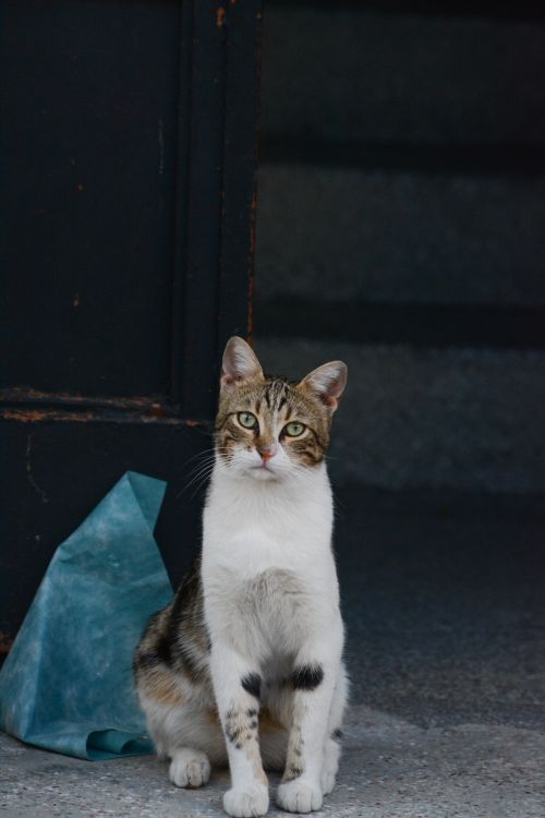 Free A domestic cat sits calmly on a city street in Ankara, Türkiye. Stock Photo