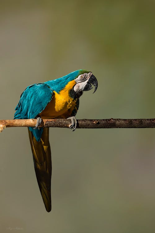 Free stock photo of macaw parrot Stock Photo