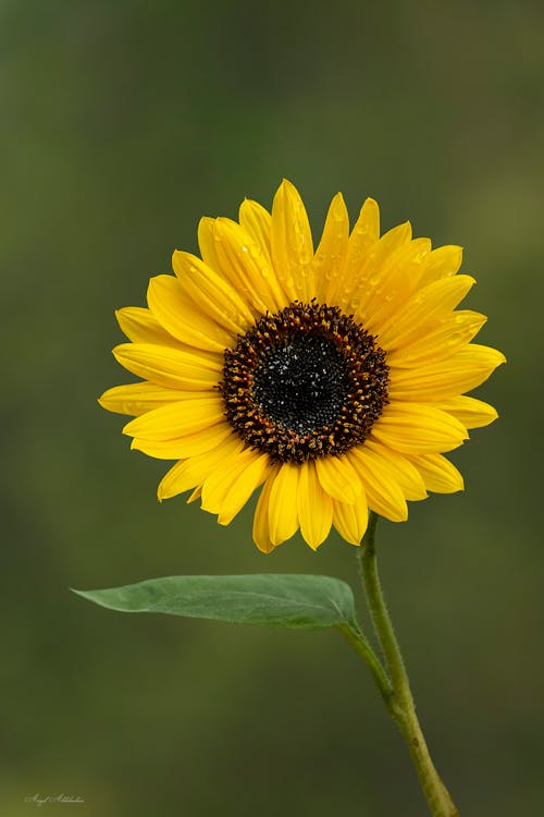 Free stock photo of common sunflower Stock Photo