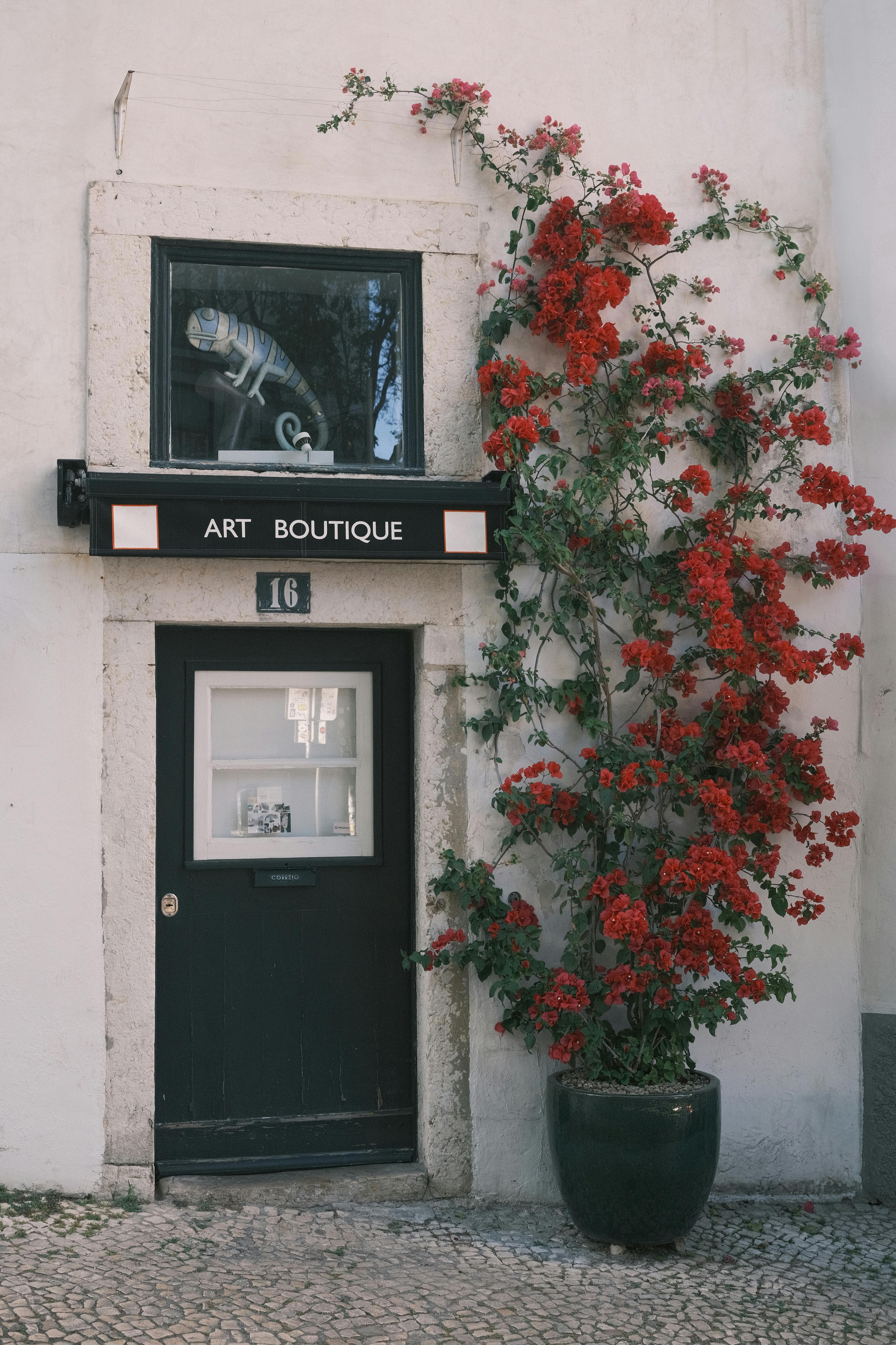 Art boutique entrance in Lisbon adorned with climbing red roses. A blend of urban charm and floral beauty.