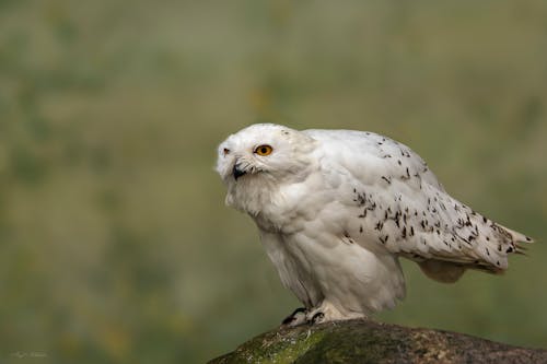 Free stock photo of snowy owl Stock Photo