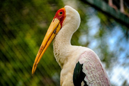 Head Yellow-Billed Stork 