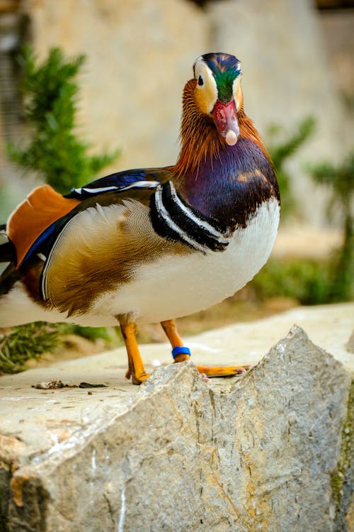 Photos gratuites de canard mandarin, faune, mise au point sélective
