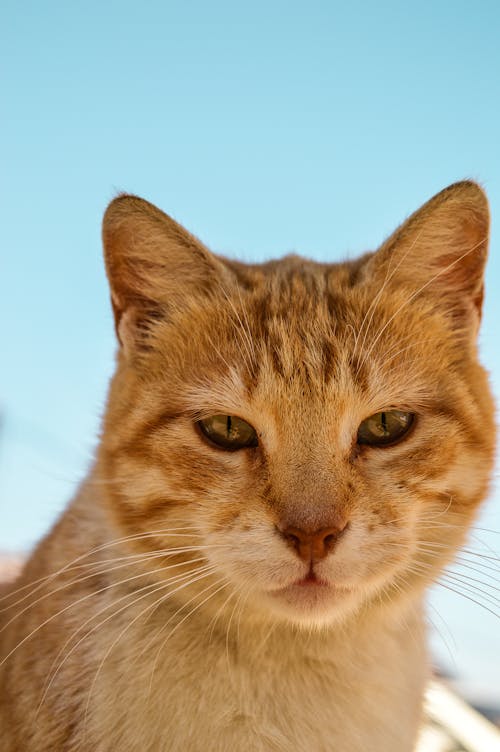 Imagine de stoc gratuită din a închide, animale de casă, cap