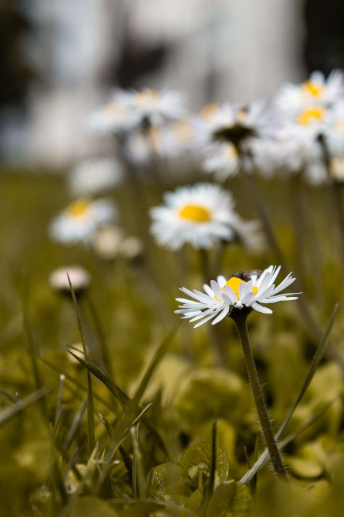 Free A detailed close-up of white daisies blooming in a green meadow during springtime. Stock Photo