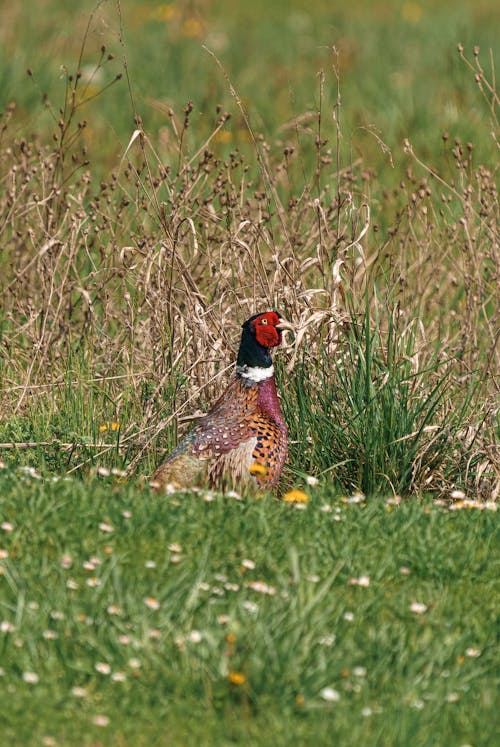 Bird in Grass