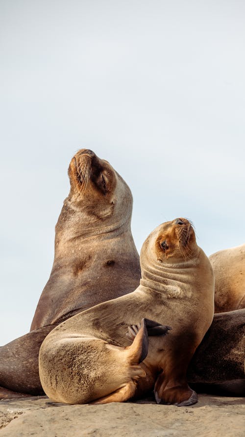 Lobos Marinhos Em Puerto Madryn, Chubut, Argentina