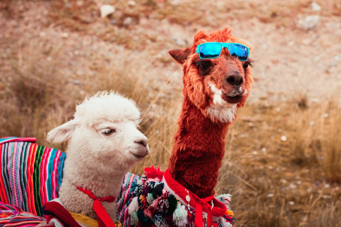 Alpaca Con Ropa Picture of Two Alpacas Wearing Colorful Clothes and Sunglasses · Free ...