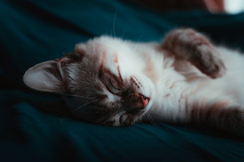 Free Adorable kitten sleeping peacefully on a cozy blanket. Perfect pet photography capturing tranquility. Stock Photo