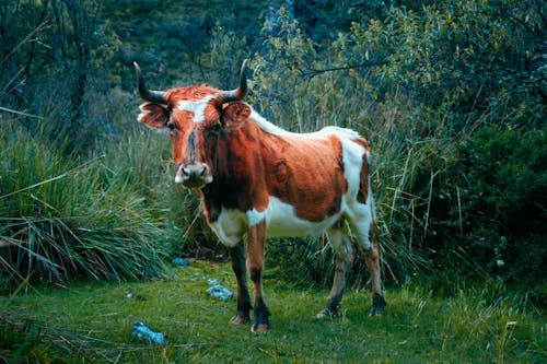 A Bull on a Grass Field 