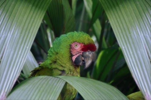 Parrot among Leaves