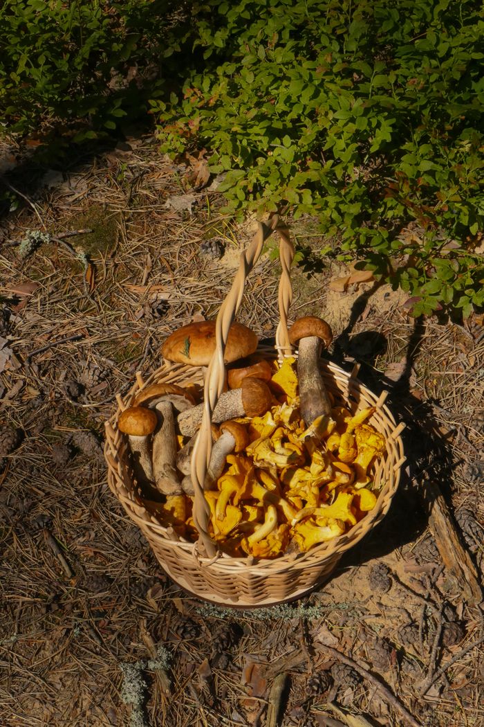 Mushrooms and foraging