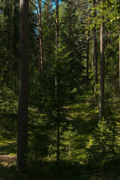 Imagine de stoc gratuită din arbori, arbust, codru