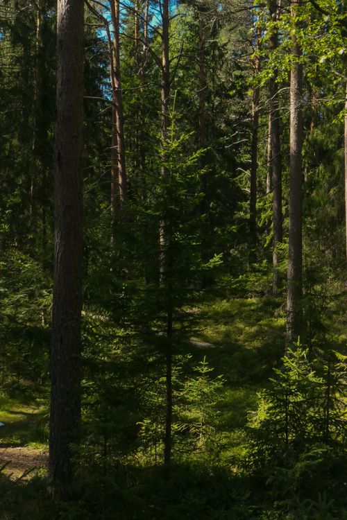 Free Dense forest with tall trees and vibrant greenery under summer sunlight. Stock Photo