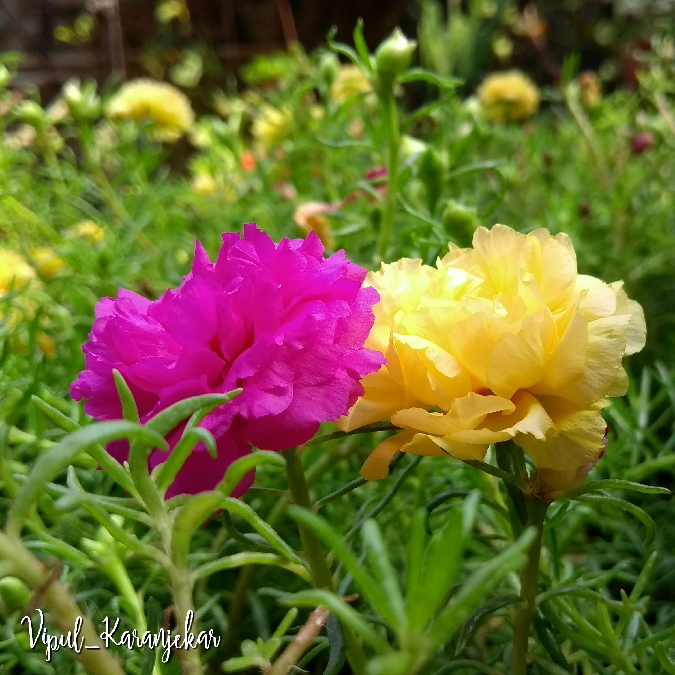 Free stock photo of #love #flowers, #outdoorchallenge, #vietnamese