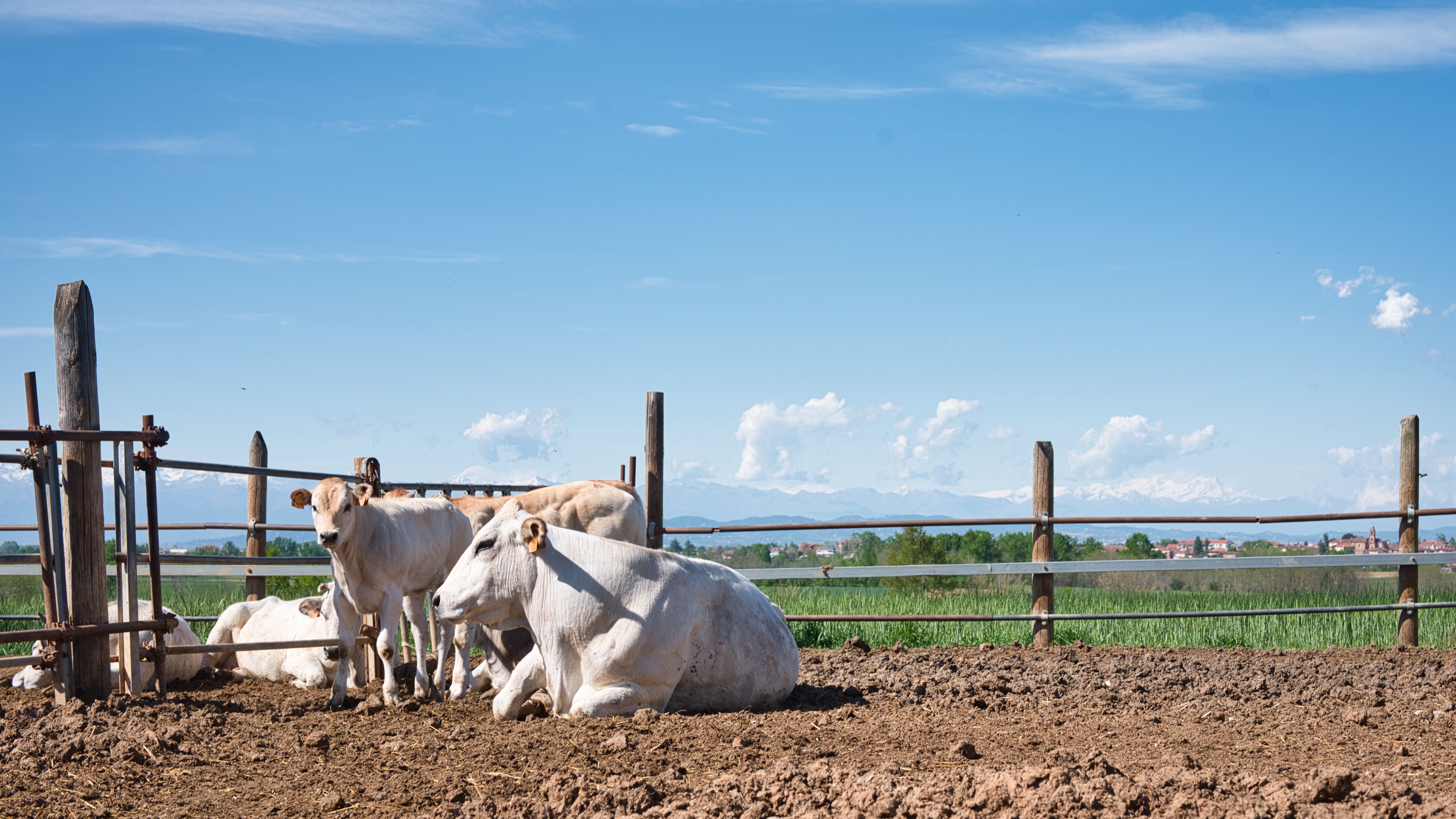 Group of cows resting in a rural farm setting, Sommariva del Bosco, Italy.