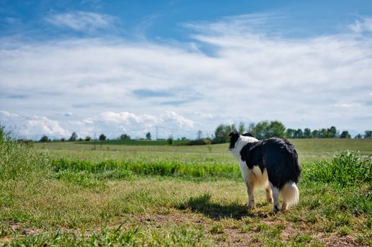 Border Collie exploring picturesque fields in Sommariva del Bosco, Italy.