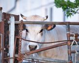 White cow behind fence in Sommariva del Bosco, Piedmont, Italy. Perfect farm scene with rustic charm.