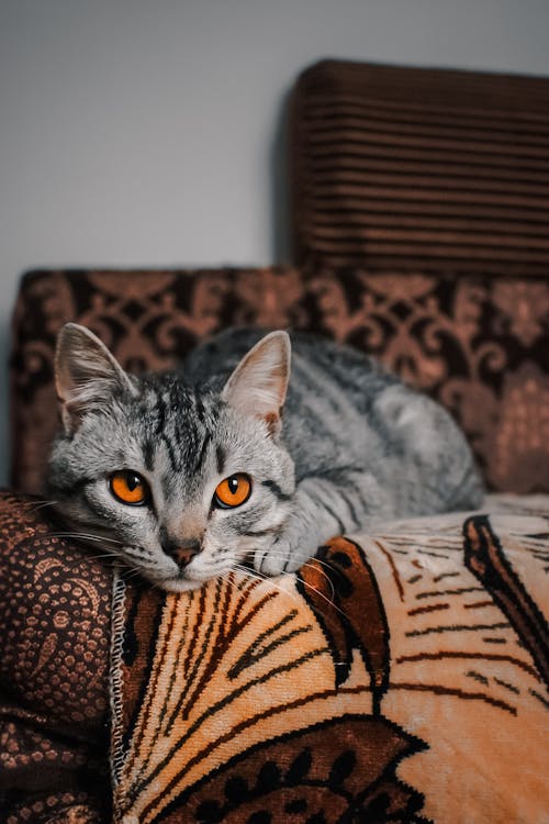 A Tabby Cat with Bright Eyes Lying on a Sofa 