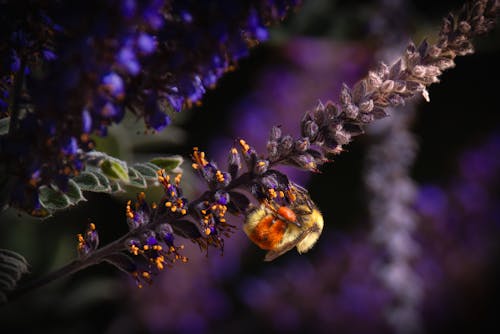 Bumble Bee on a Lead Plant