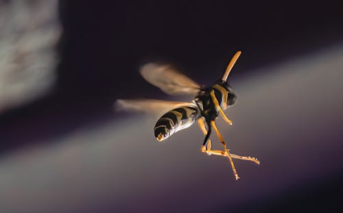 Wasp in Flight