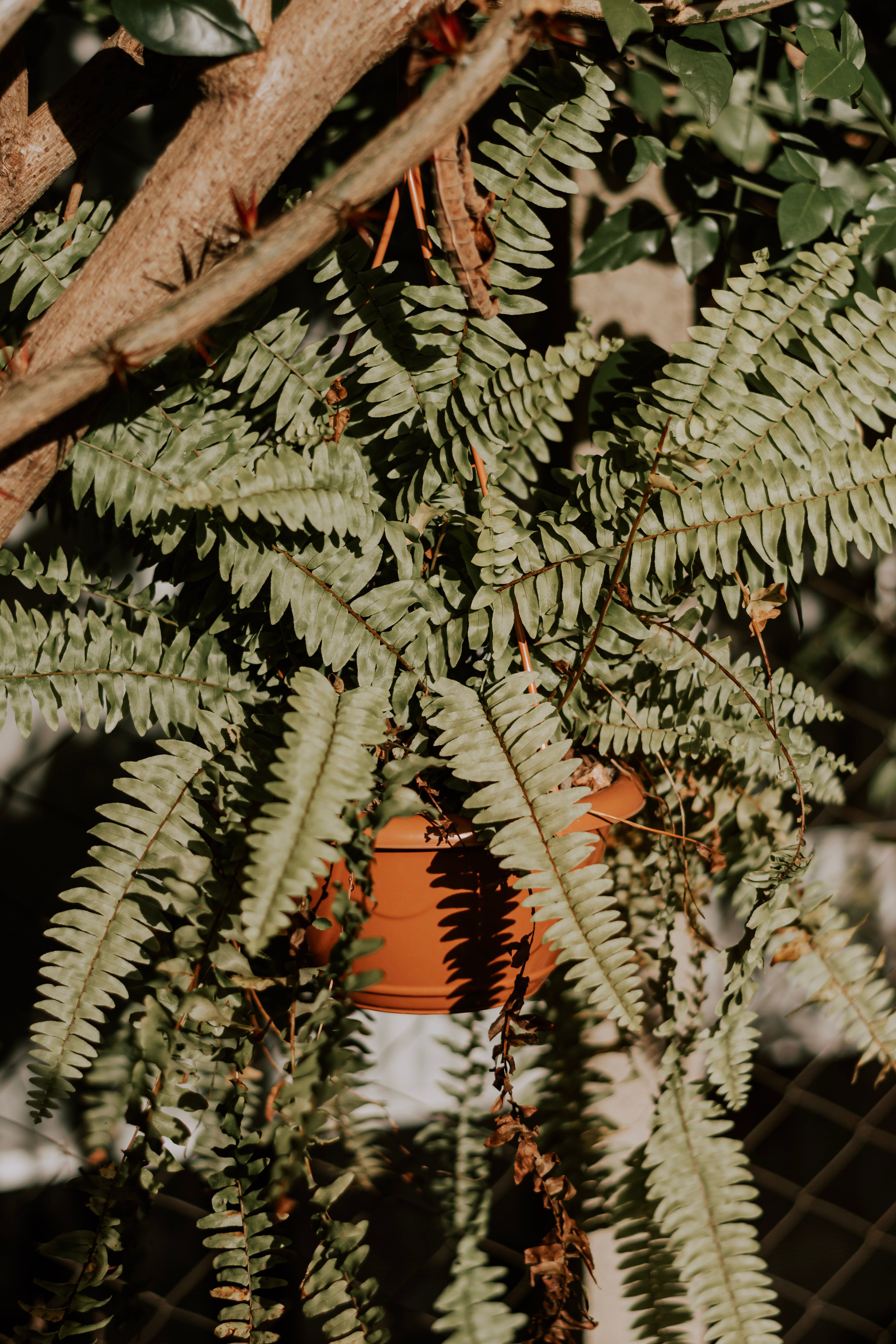 boston fern hanging in basket