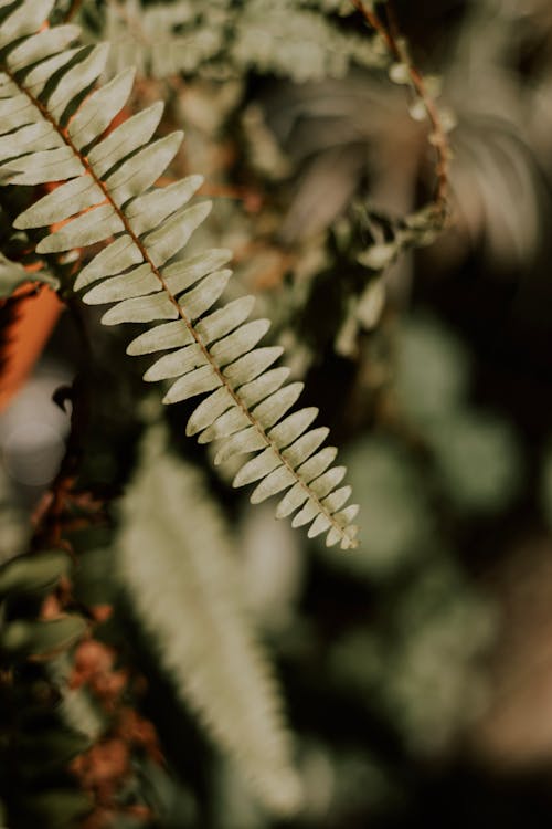 Close-up of a Fern Leaf