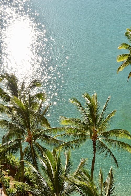 Palm Trees against Sea