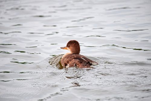 Free A hooded merganser duck gracefully swimming on open water in its natural habitat, showcasing wildlife beauty. Stock Photo