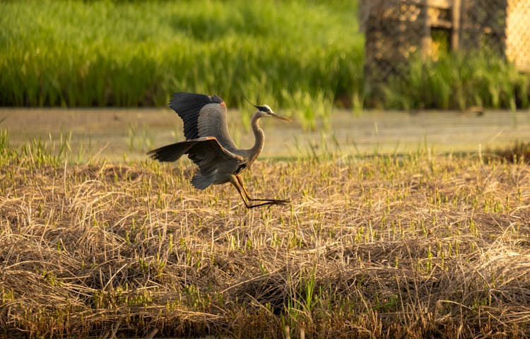 Great Blue Heron Landing On Field