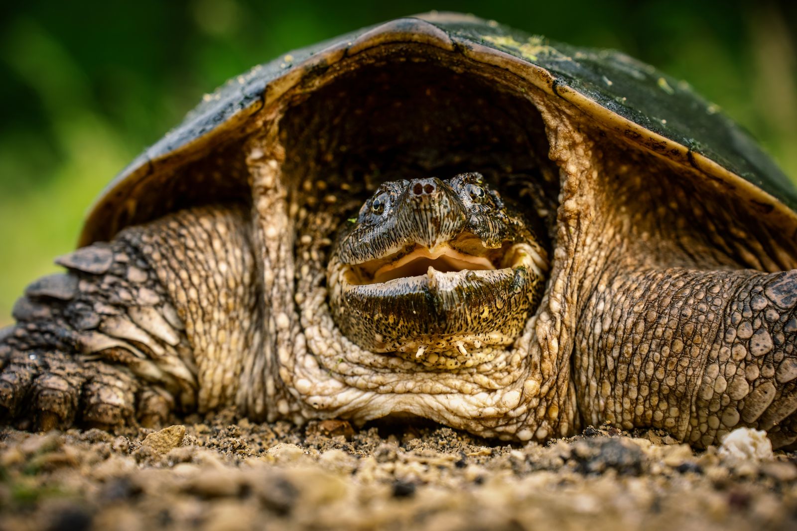 Brown Turtle · Free Stock Photo