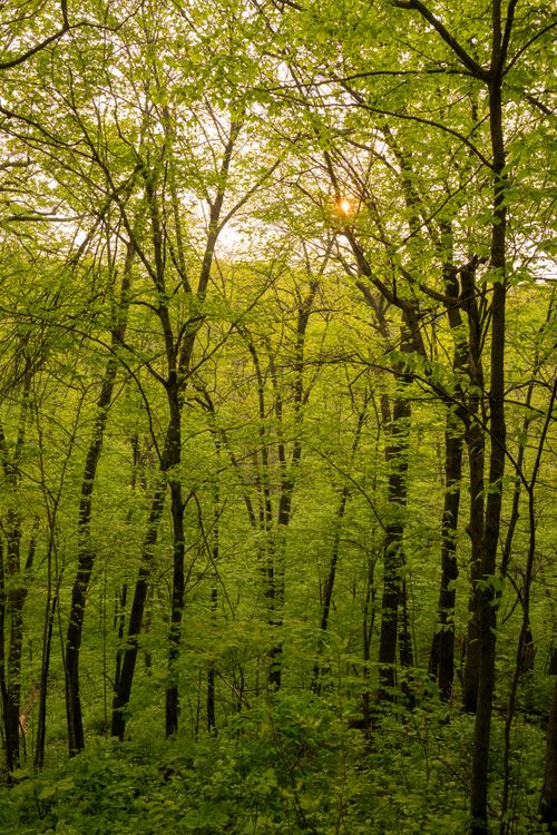 Free Captivating view of lush green trees in a spring forest at sunset in Plainview, MN. Stock Photo