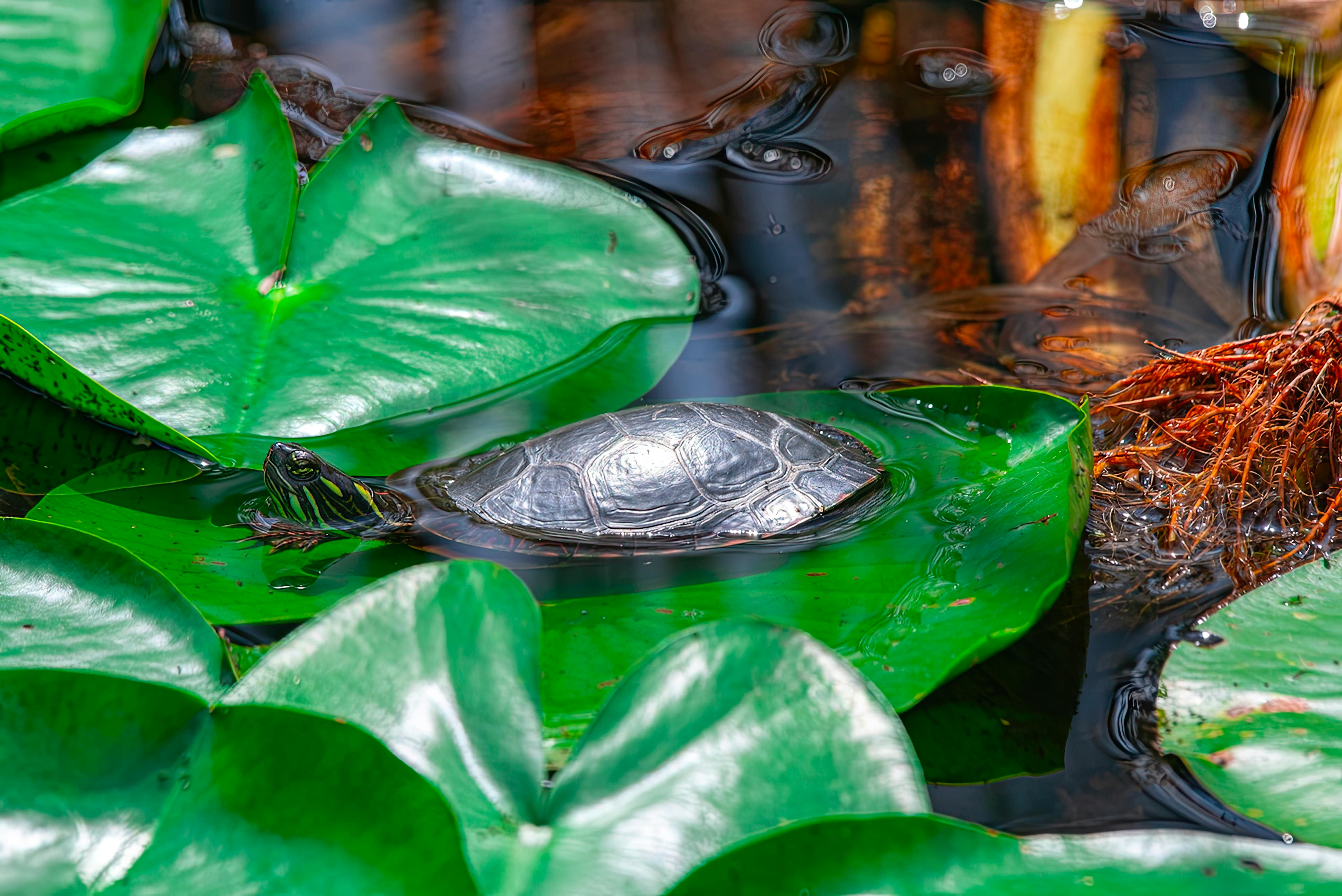 Painted Turtle Swimming in a Pond among Lotus Leaves · Free Stock Photo