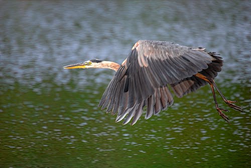 Free Great Blue Heron Flying over Water Stock Photo