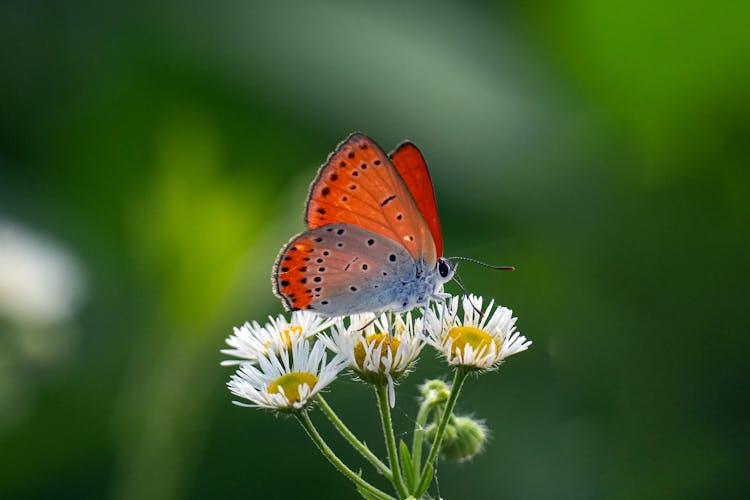 Large Copper Butterfly On White Flowers