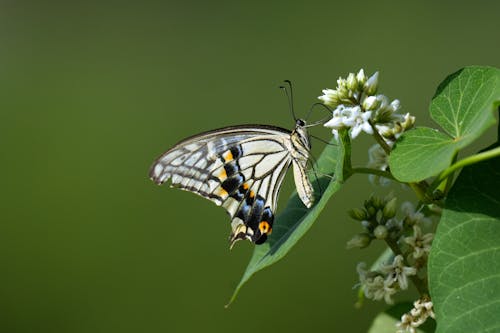 Imagine de stoc gratuită din a închide, entomologie, fluture