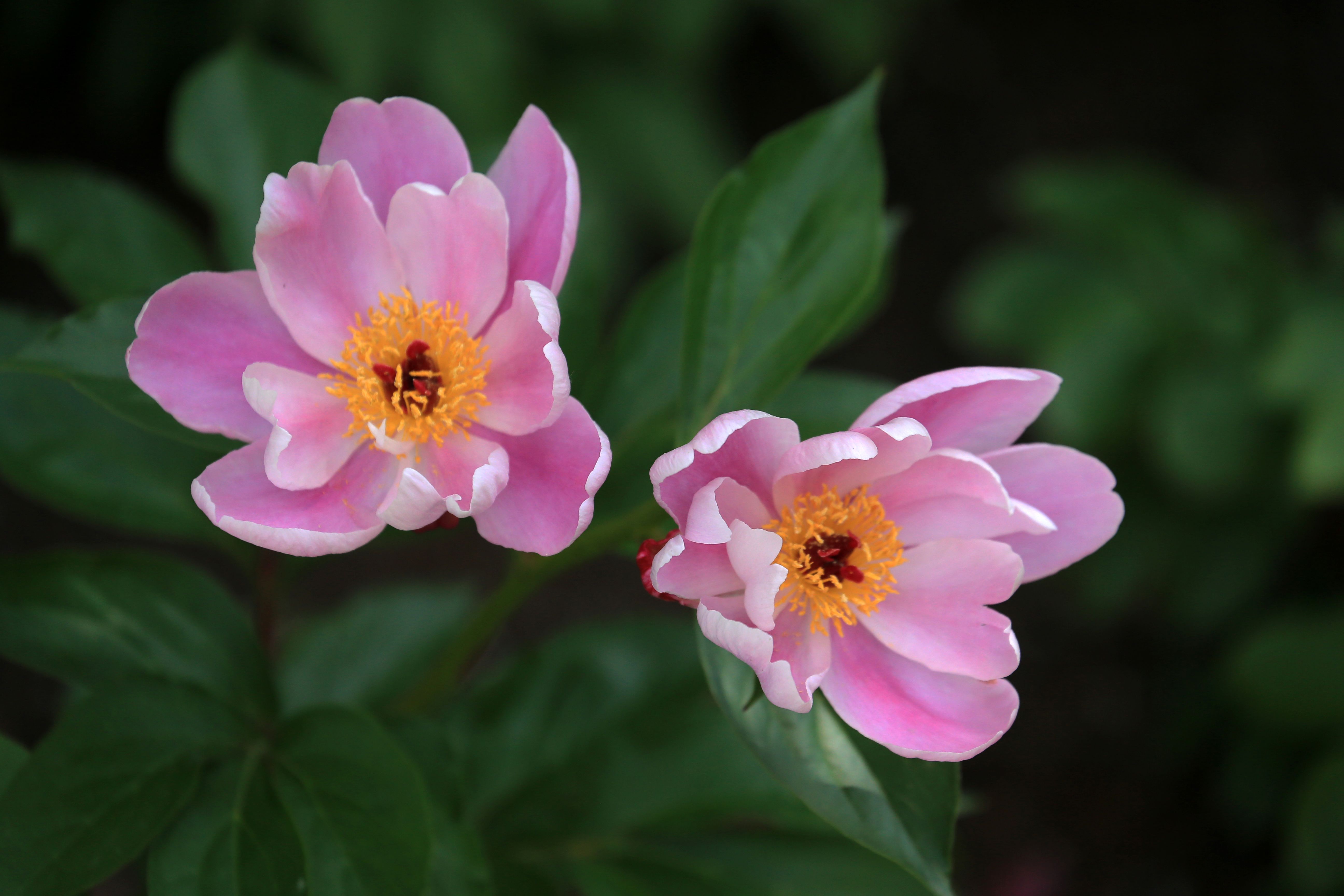 Close-Up Photo of Pink Blooming Peony Flowers · Free Stock Photo