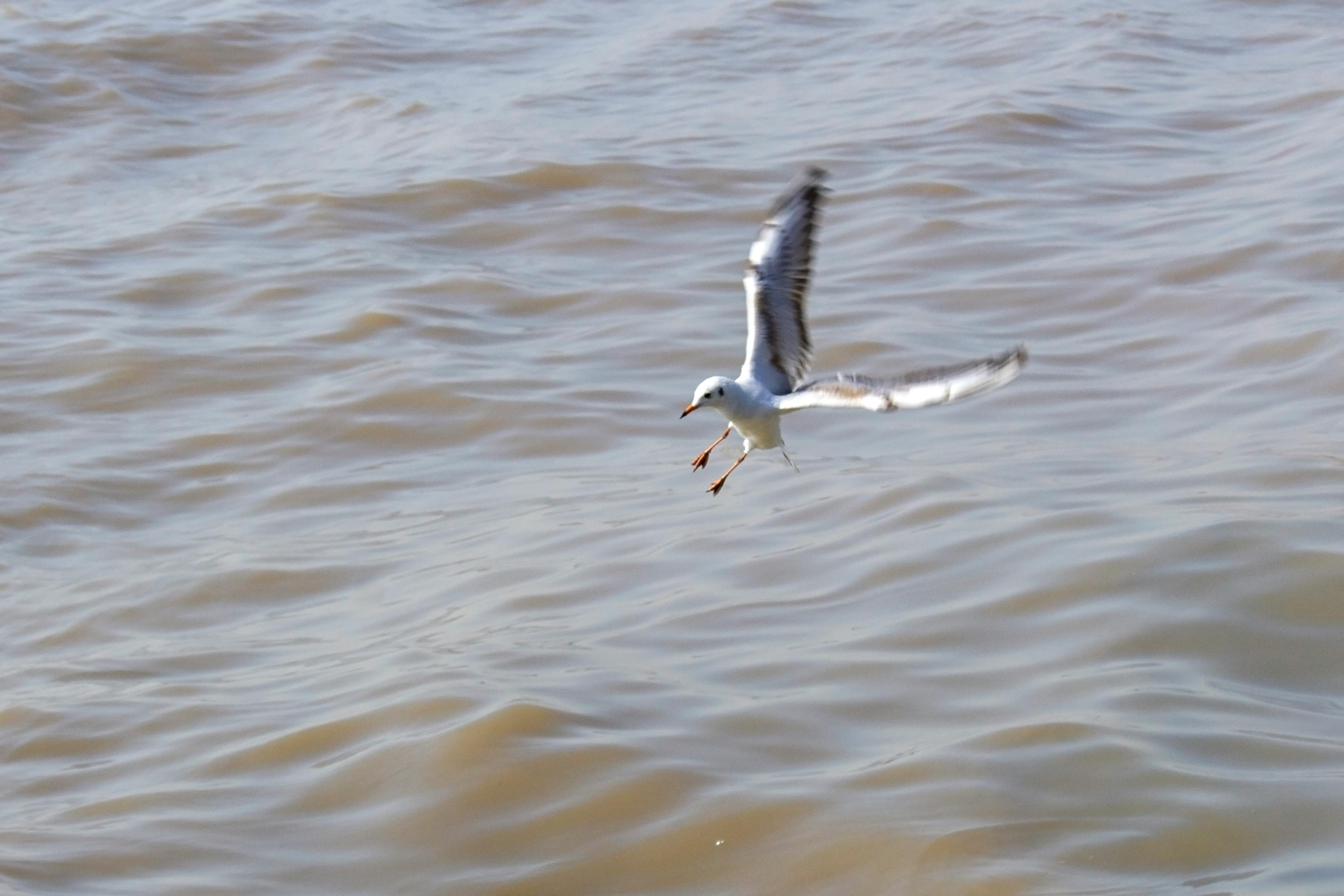 Free stock photo of bird, flying bird, seagull