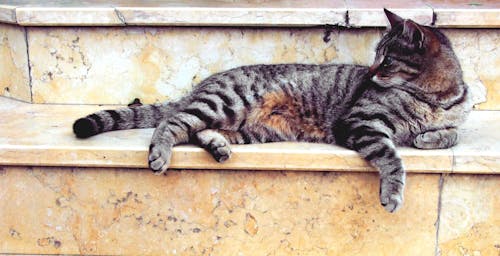 Free Grey Cat Lying in Marble Stairway Stock Photo