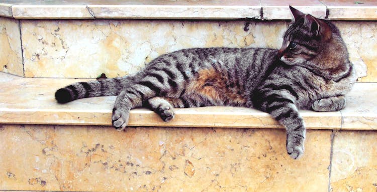 Grey Cat Lying In Marble Stairway